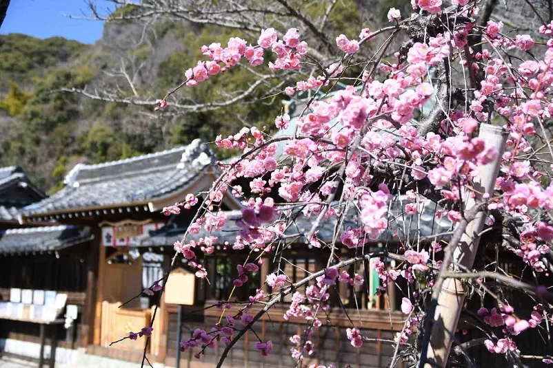 北野天満神社の梅園