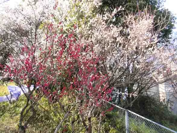 吹田市立博物館の野草園に咲く梅