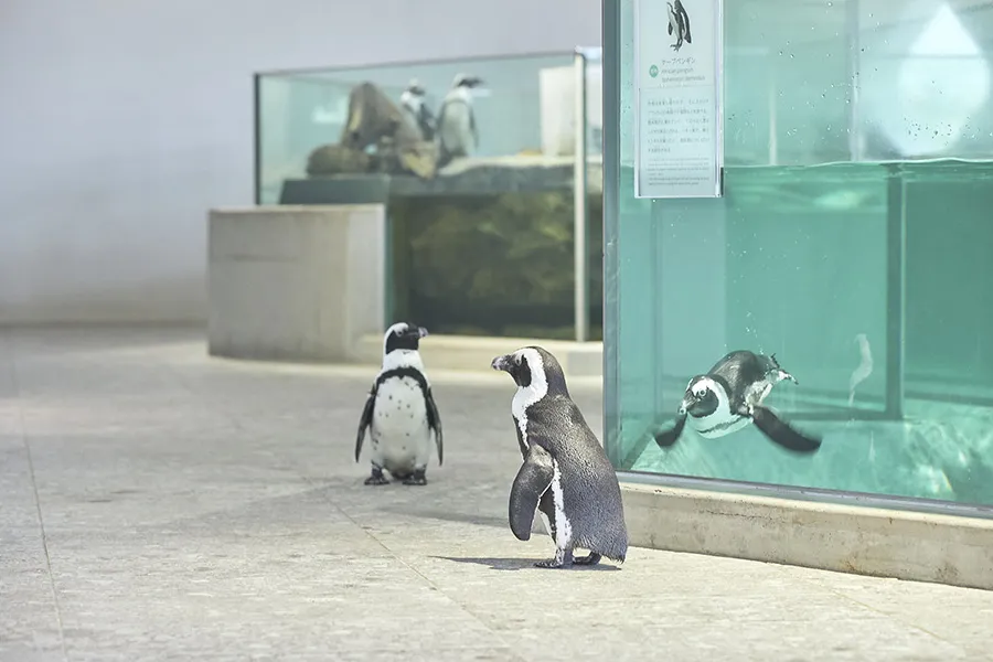 ニフレル　ペンギン