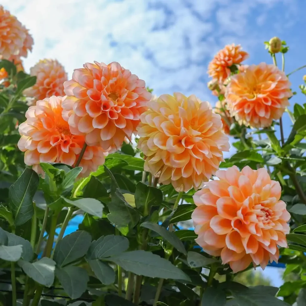 県営馬見丘陵公園のダリア