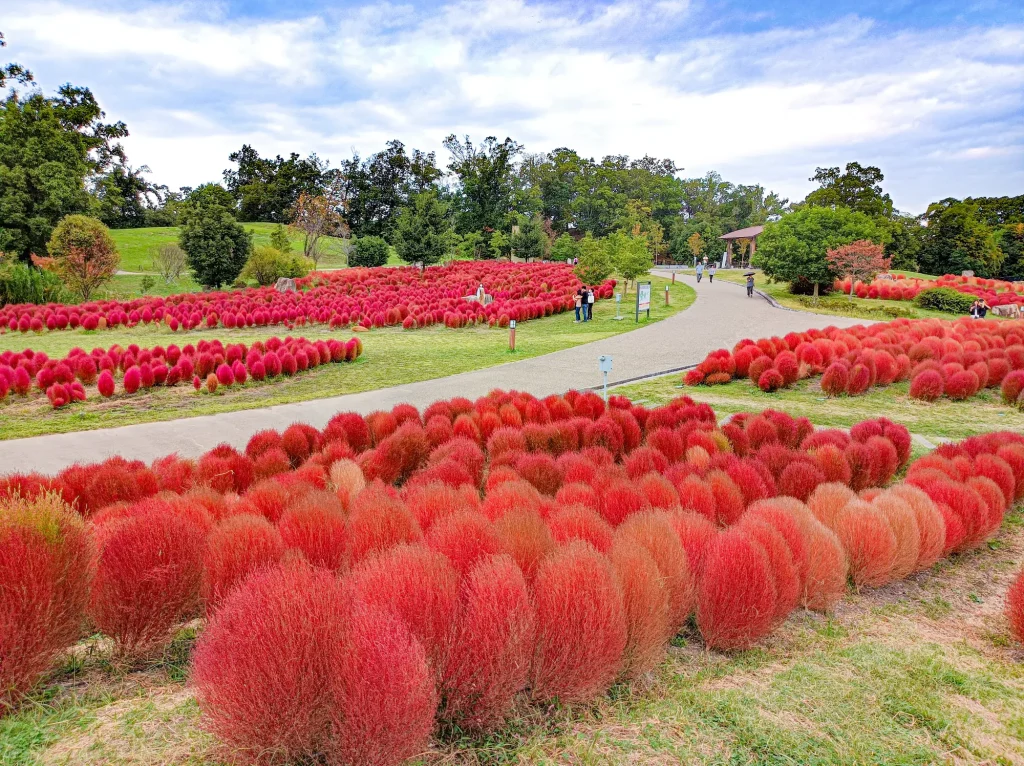 県営馬見丘陵公園の紅葉したコキア