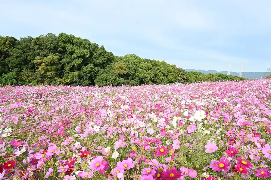 万博記念公園のコスモス