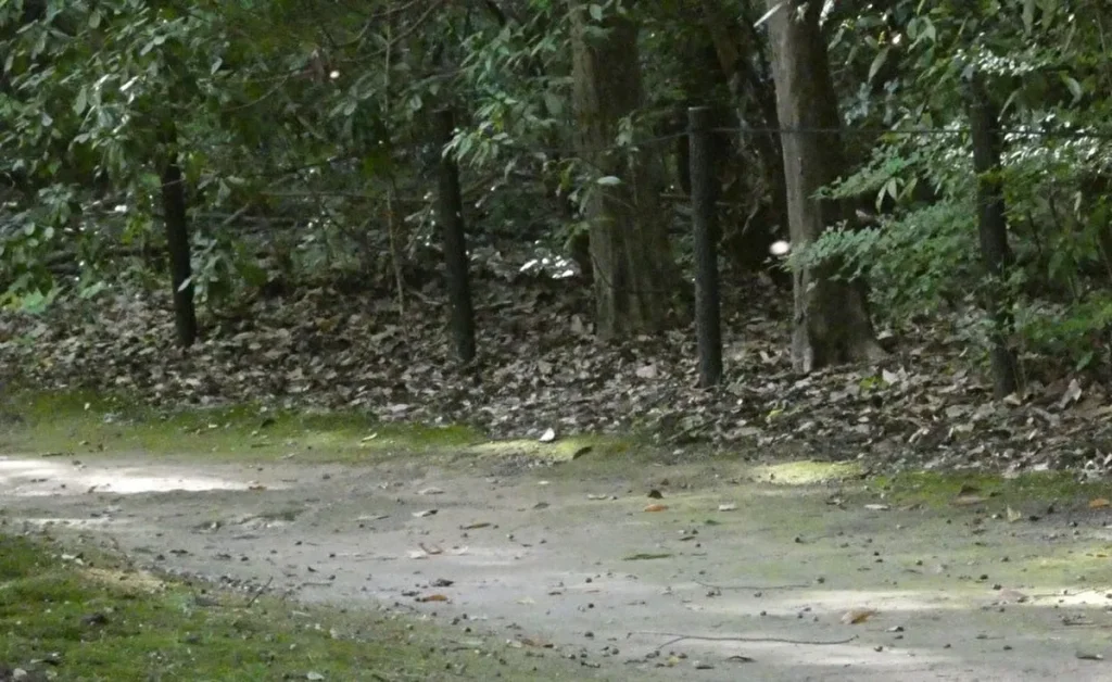 万博記念公園 「自立した森」