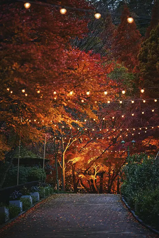 神戸布引ハーブ園 ライトアップ118~