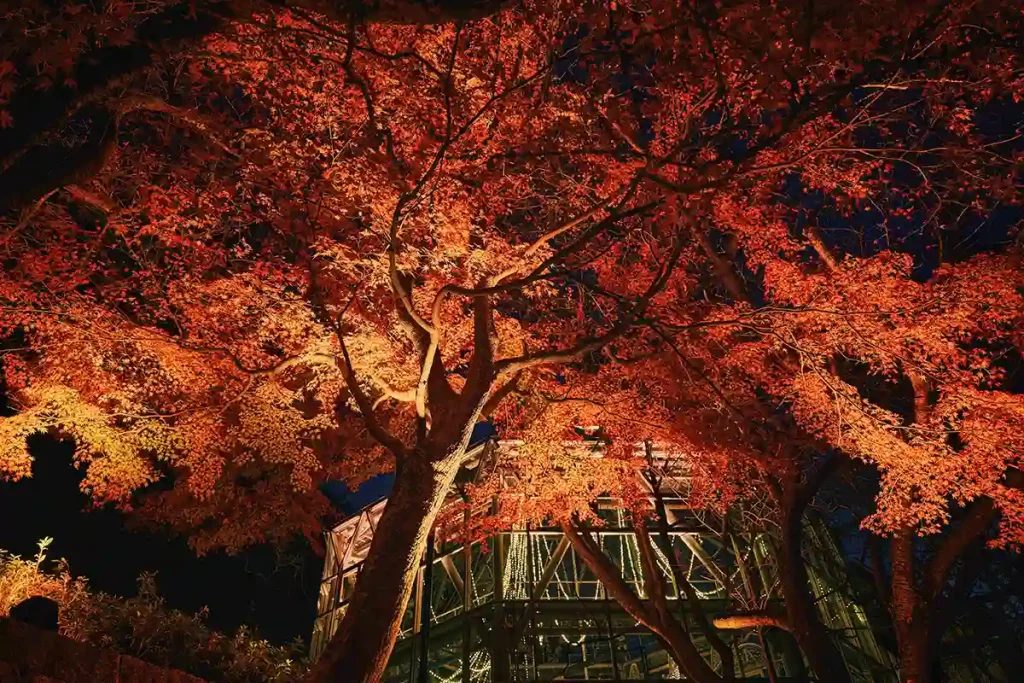 神戸布引ハーブ園 ライトアップ118~