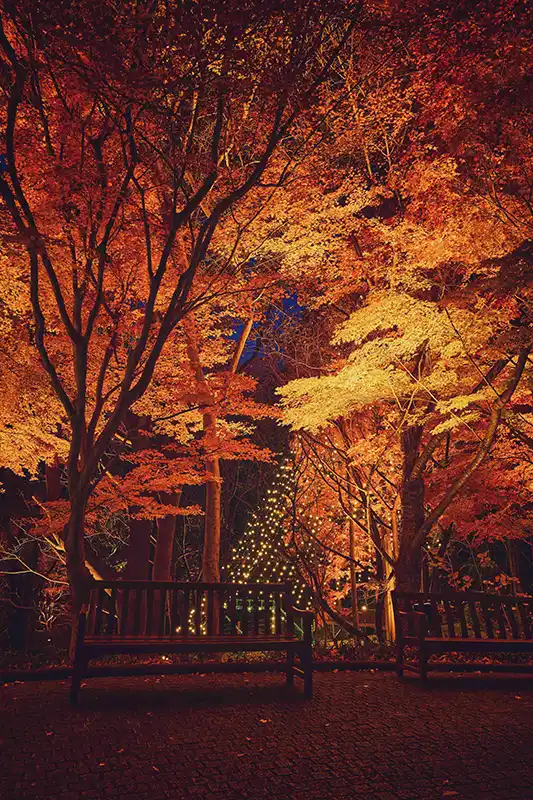 神戸布引ハーブ園 ライトアップ118~