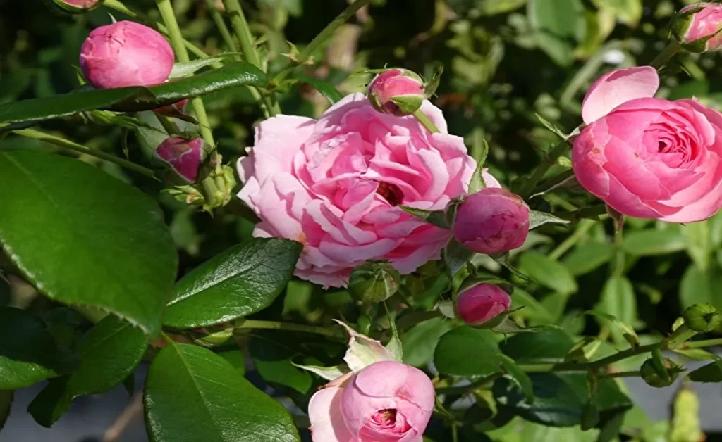平和のバラ園　薄いピンクのバラ