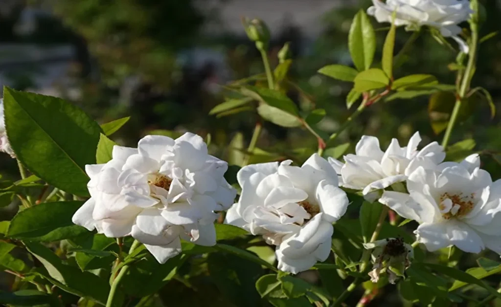 平和のバラ園　白いバラ（複数）